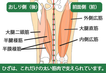 ひざの裏前筋肉